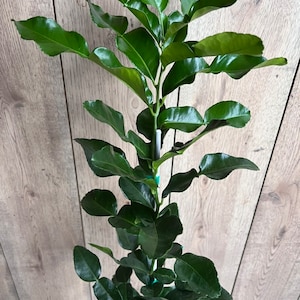 Kaffir Lime Tree - Citrus Hystrix Makrut, Fragrant Thai Lime FLORIDA Shipping Only