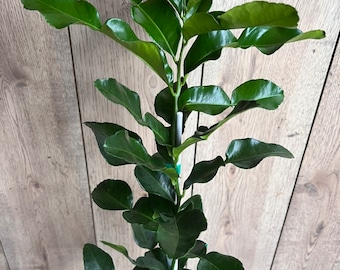 Kaffir Lime Tree - Citrus Hystrix Makrut in Half Gallon  Pot, Kieffer Lime, Jeruk Purut, Grafted