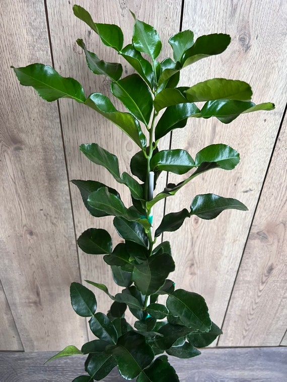 Kaffir Lime Tree - Citrus Hystrix Makrut, Fragrant Thai Lime no shipping to ca,az,ak,tx,hi,la,pr,usvi