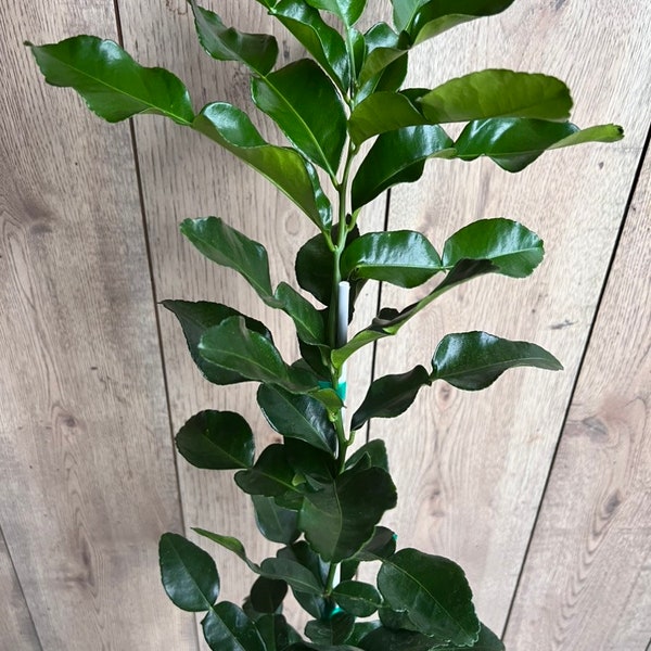 Kaffir Lime Tree - Citrus Hystrix Makrut in Half Gallon  Pot, Kieffer Lime, Jeruk Purut, Grafted