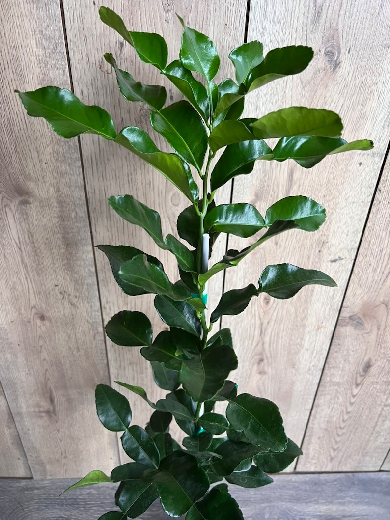 Kaffir Lime Tree - Citrus Hystrix Makrut in Half Gallon Pot, Kieffer Lime, Jeruk Purut, Grafted, Florida Shipping Only