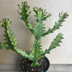 May include: A variegated green and yellow cactus plant with spiky leaves growing in a green pot.