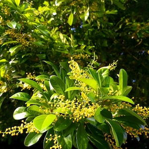 May include: A close-up of a green bush with small yellow flowers. The flowers are clustered together in small bunches and are growing on the branches of the bush.