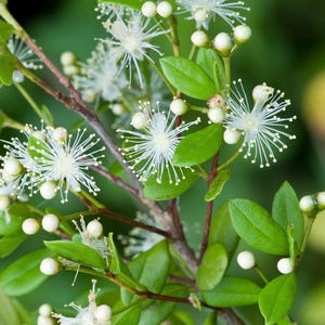 May include: Close-up of a flowering plant with delicate white blooms and small, round buds. The flowers have a starburst appearance with thin, white filaments. The leaves are a vibrant green, and the stems are brown. The background is a soft green.