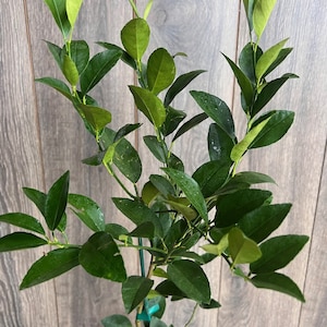 Persian lime Treein half Gallon Pot, Grafted, Cirus x Latifolia, Bearss Lime, Tahiti Lime,  Florida Shipping Only