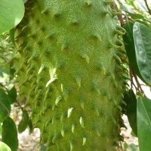 Soursop Tree, guanabana in 3 gallons  gallons pot ,  Sirsak, Anona Muricata, No Ship to CA and HI