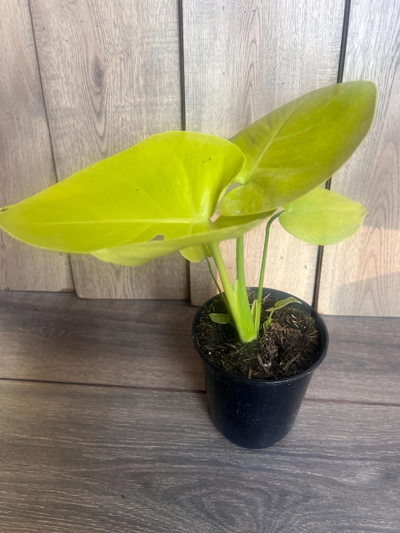 Monstera Deliciosa Lemon Lime in 6