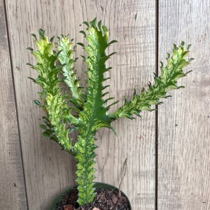 Euphorbia Lactea Variegated,  Dragon Bone in 4&quot; Pot, rare, cactus , succulent, Lacei variegata