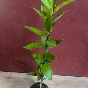 Red Lime tree in half Gallon Pot, Grafted,  Florida Shipping Only