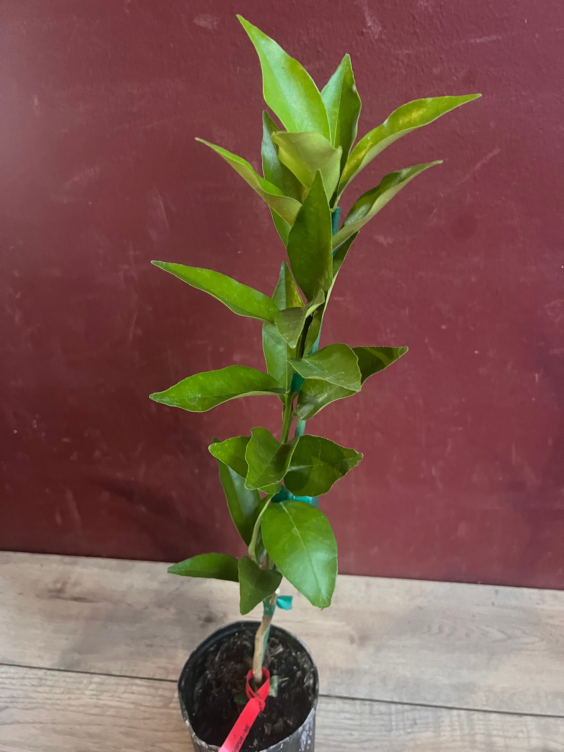 Red Lime tree in half Gallon Pot, Grafted,  Florida Shipping Only