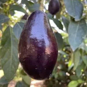 May include: A close-up of a ripe, dark purple avocado hanging from a tree branch. The avocado has a smooth, glossy skin and a pear-like shape. Green leaves and other avocados are visible in the background.