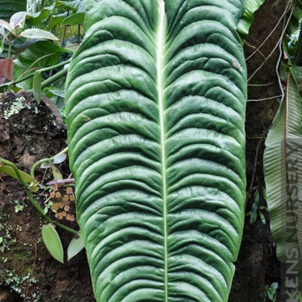 Anthurium veitchii ,king anthurium-in 4" Pot