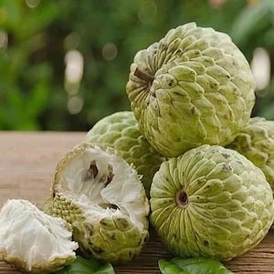 Sugar Apple in 10&quot;  pot , Srikaya, Annona Squamosa, Sweetsop Tree