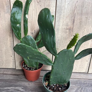 Opuntia, prickly pear  in 4&quot; Pot, opuntia cactus