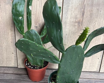 Opuntia, prickly pear  in 4" Pot, opuntia cactus