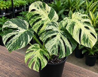 Monstera Bulbasaur in 4" Pot, Rare variegated monstera