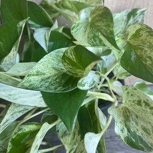 Marble Queen Pothos in 6&quot; Pot
