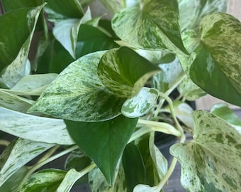 Marble Queen Pothos in 6" Pot