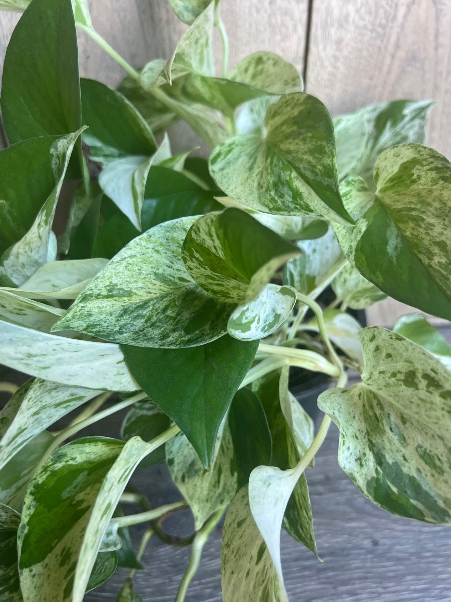 buy florida beauty philodendron Philodendron 'Florida Beauty' *Grower's Choice* main image 0