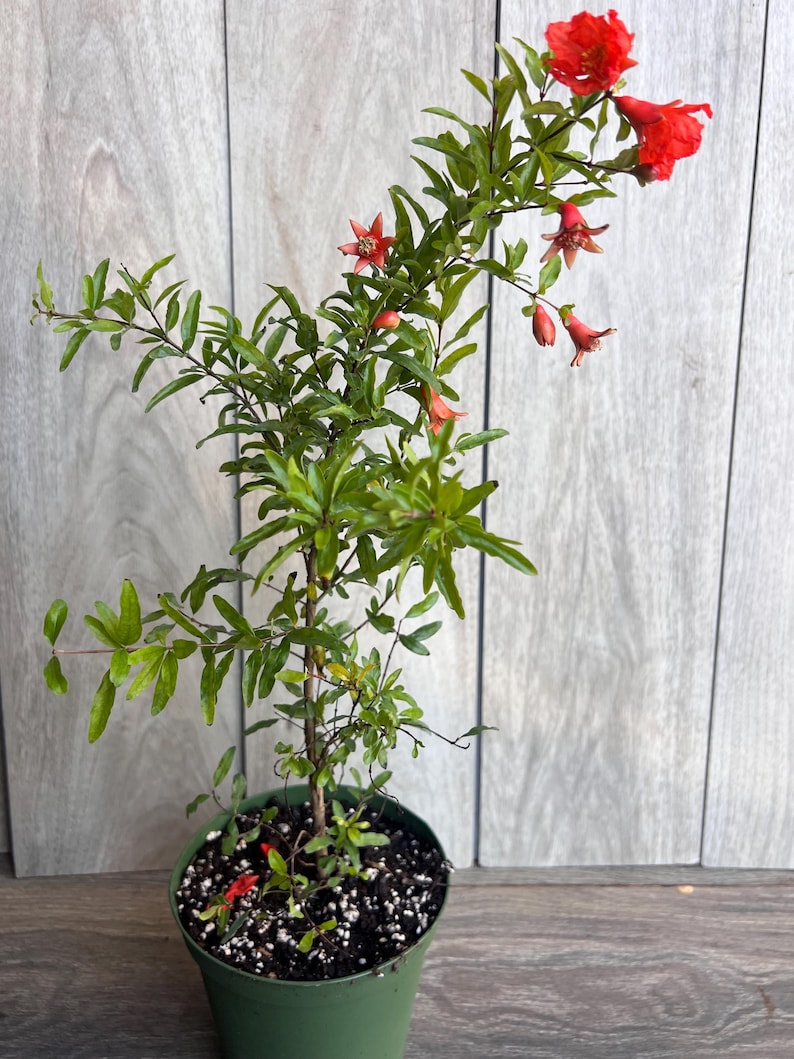 Thegreenshouse Dwarf Pomegranate