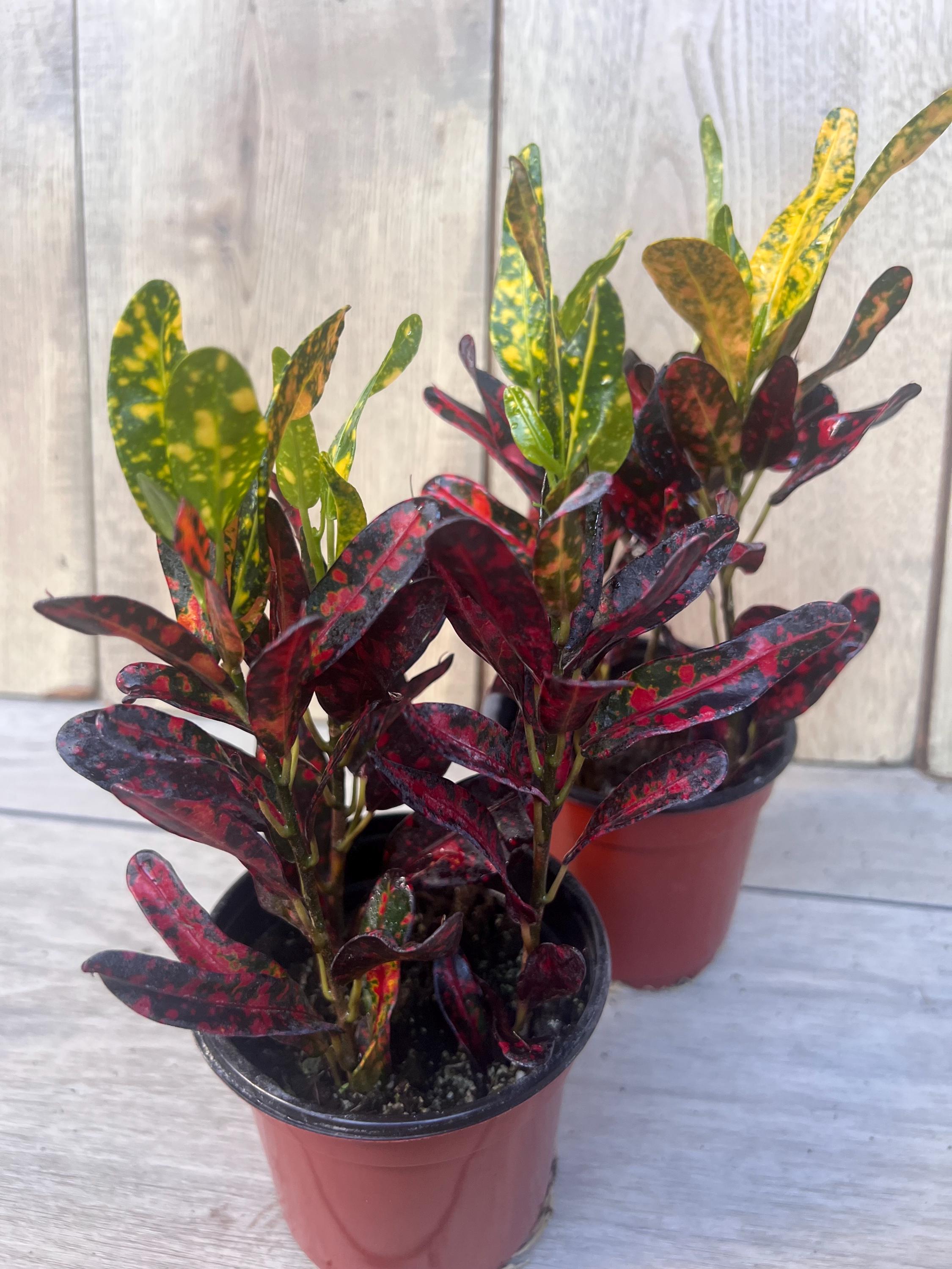 20+ Batik Croton Croton Batik in 4" Pot, House Plant, Indoor, Outdoor - Etsy