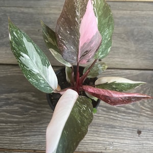 Philodendron pink princess Marble in 4&quot; Pot, High Variegation