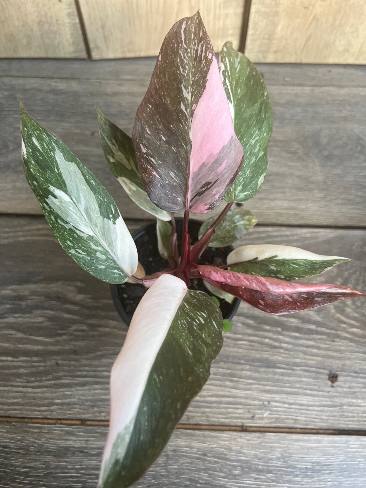 Philodendron 'Pink Princess Marble' - 4"