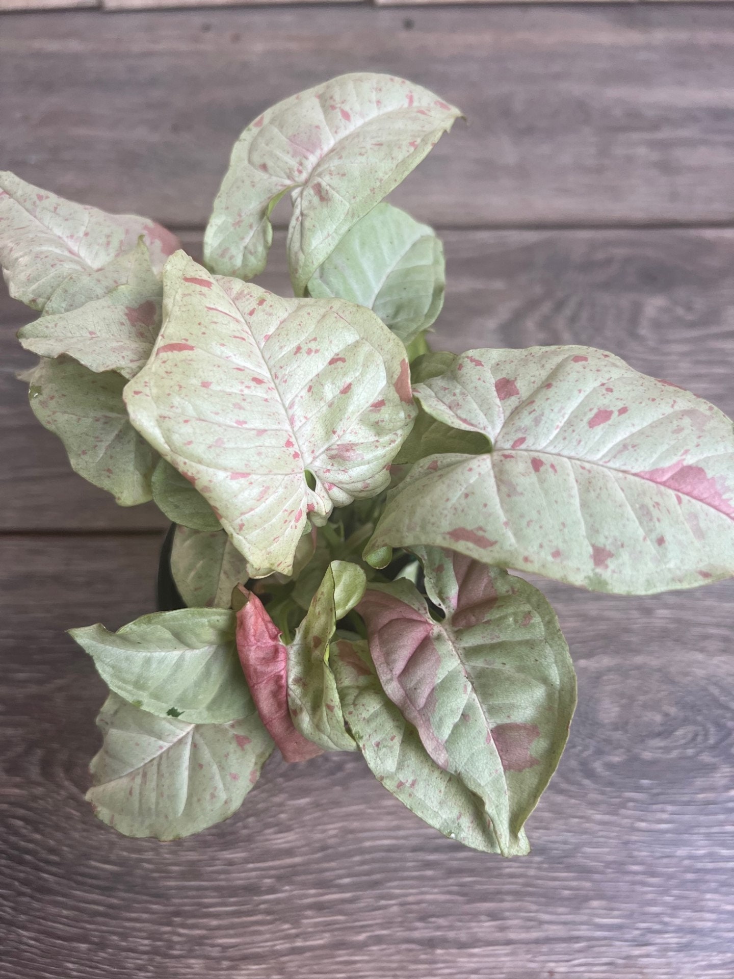 Syngonium Milk Confetti in 4" Pot