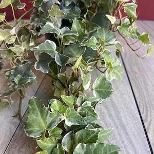 variegated ivy in 8&quot; HB Pot, English Ivy, Hedera helix