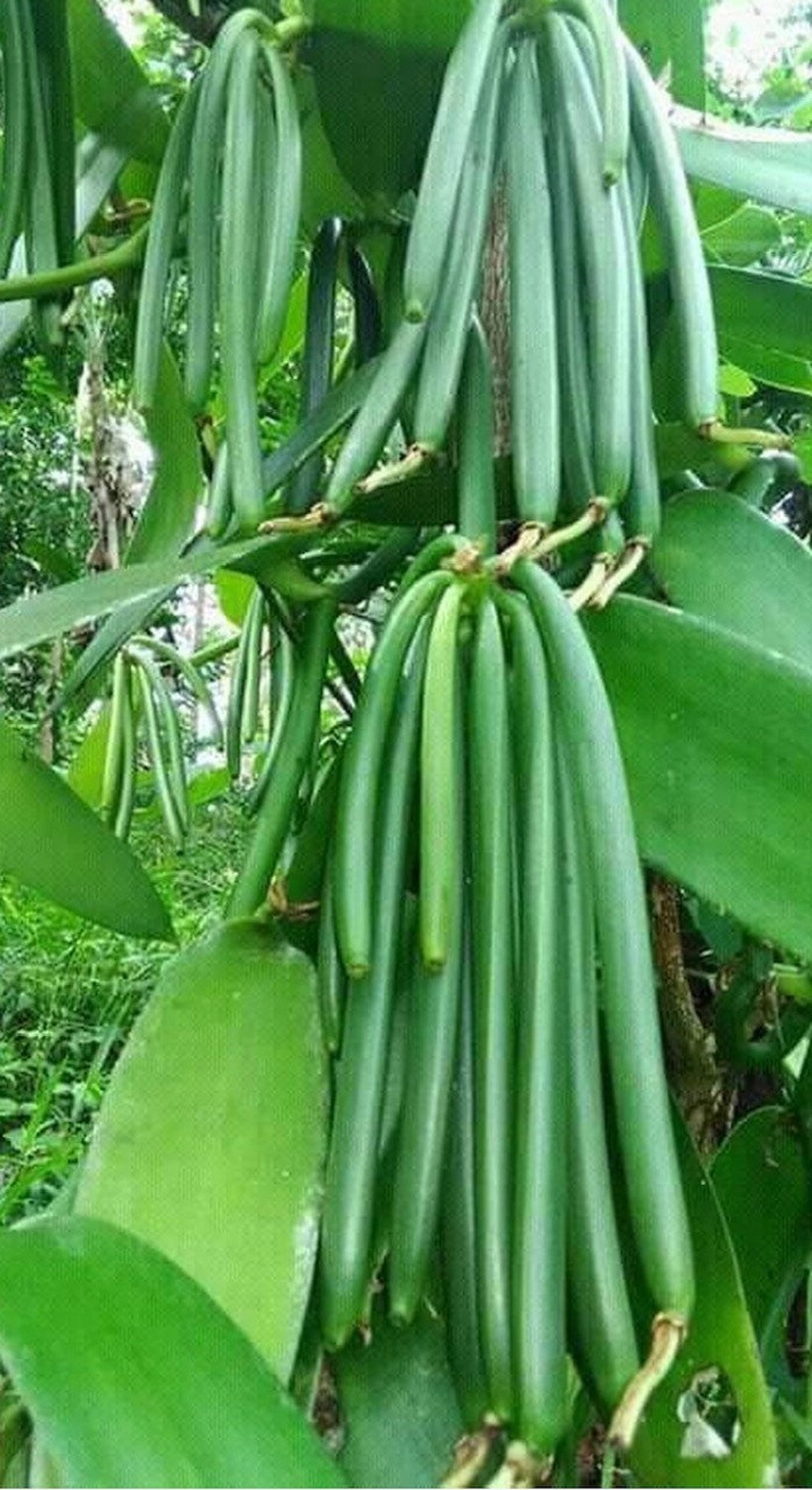 Large, Vanilla Planifolia, Vanilla Bean Orchid in 6 Totem Pole Etsy