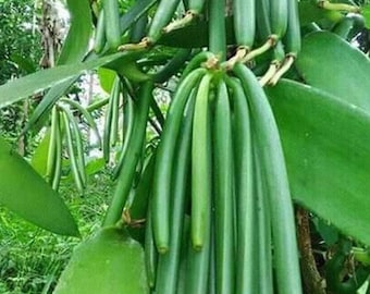 Vanilla bean orchid (Vanilla planifolia)