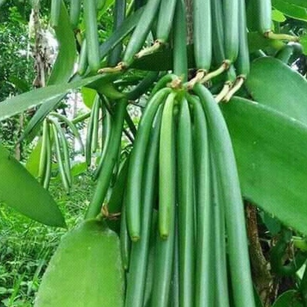 Vanilla Bean Plant Etsy