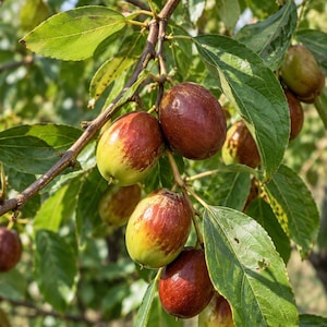 May include: A cluster of jujube fruits hanging from a tree branch, featuring smooth, oval-shaped skins that transition from light green to deep reddish-brown. The fruits are surrounded by serrated, vibrant green leaves on thin woody stems.