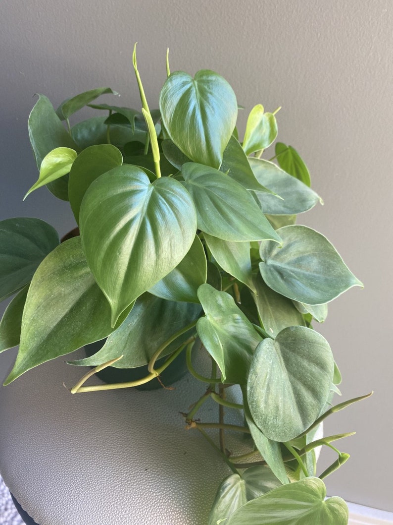 May include: A green houseplant with large, heart-shaped leaves. The plant is growing in a pot and has several vines trailing down.