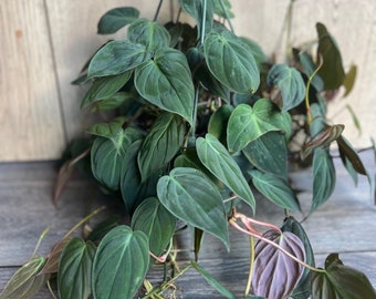 Large, Philodendron Micans in 8&#39;&#39; HB pot
