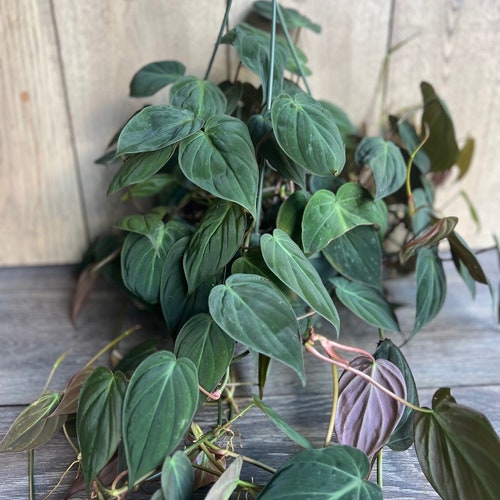 Philodendron 'Micans' 8"