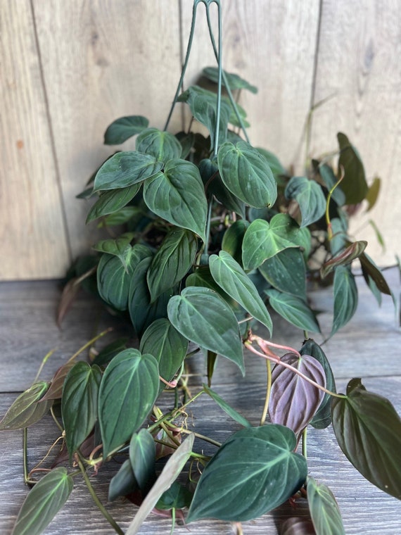 Large, Philodendron Micans in 8'' HB pot