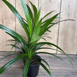 May include: A potted pandan plant with long, vibrant green leaves. The plant is in a black plastic pot, set against a wooden background. The leaves are long and slender, with a slight curve.