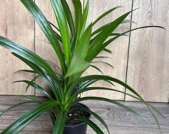 ONE Pandan Plant, pandanus, pandan in 4" pot
