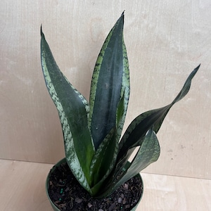 Sansevieria Whitney, Sansevieria Silver Flame, in 6 Inches pot, Mother in law image 5