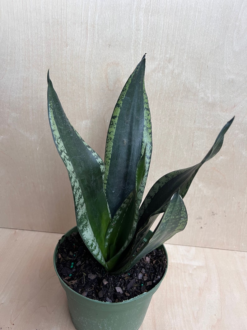 Sansevieria Whitney, Sansevieria Silver Flame, in 6 Inches pot, Mother in law image 5