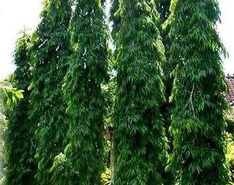 Green Giant Arborvitae Tree ( Thuja ) - Live Plant - ( 2.5 QT )