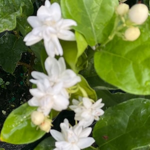 Jasmine Mysore Mulli in 4" Pot, Fragrance, Flowers and Brilliant Green Leaves