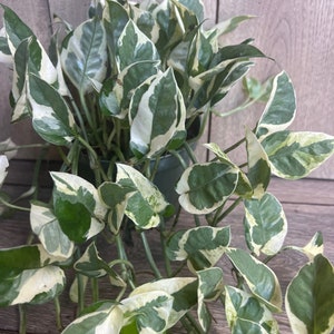 N’Joy pothos , Epipremnum aureum,  Devil’s Ivy in 6" pot, Njoy