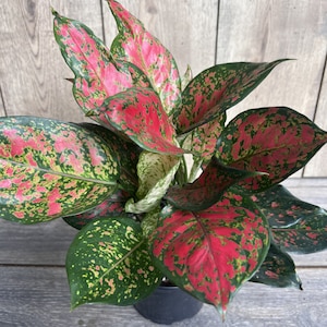 Aglaonema Wishes, Red Valentine in 4&quot; Pot