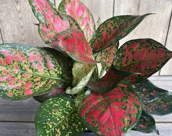 Aglaonema Wishes, Red Valentine in 4&quot; Pot