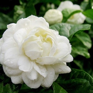 May include: A single white jasmine flower with multiple layers of petals, blooming against a backdrop of green leaves.