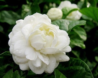 May include: A single white jasmine flower with multiple layers of petals, blooming against a backdrop of green leaves.