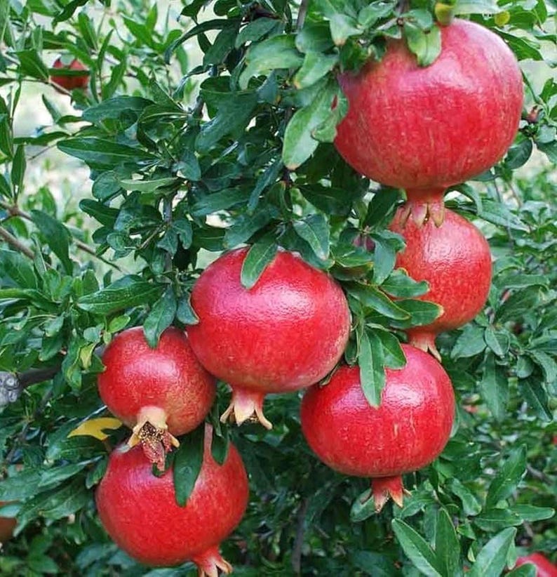 Thegreenshouse Dwarf Pomegranate - Thumbnail 2