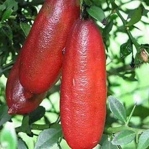 Red Finger Lime Tree, 1/2 Gallon Pot, UF KB -8,  Microcitrus australasica in Half Gal Pot, grafted, Florida Shipping Only